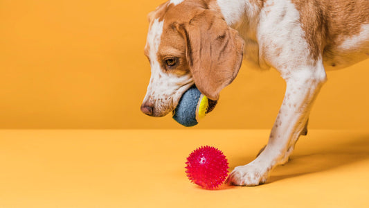 5 Must-Have Toys to Keep Your Pet Happy and Active
