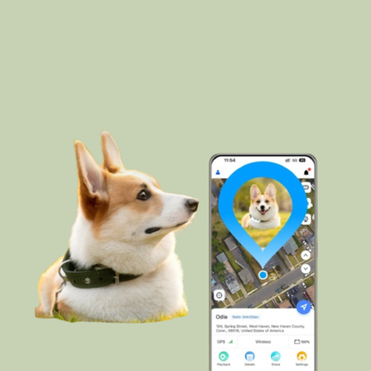 GPS Pet Tracker Collar